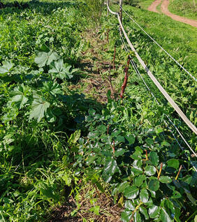 Agroecology