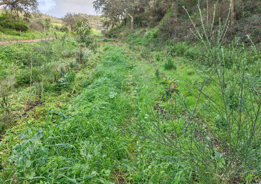 AFFORESTATION