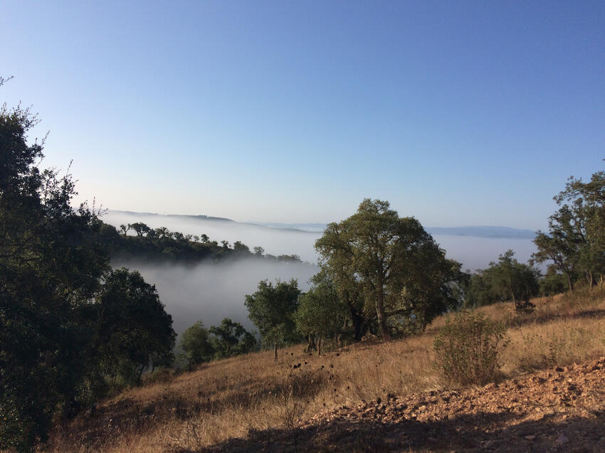 FOG HARVESTING